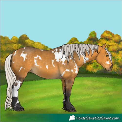 Horse Color:White Spotted Silver Buckskin 