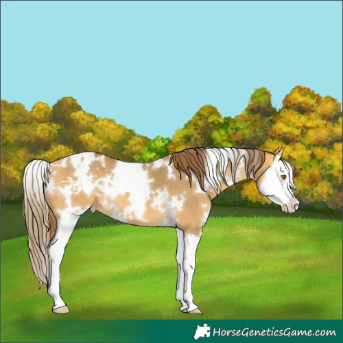 Horse Color:White Spotted Buckskin Dun Splash Varnish 