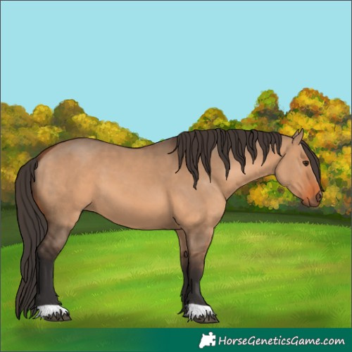Horse Color:Bay Dun 