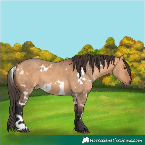 Horse Color:White Spotted Bay Dun 