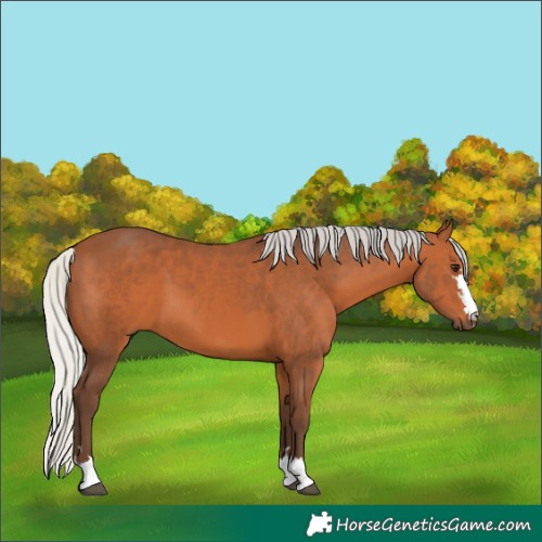 Horse Color:Silver Bay 