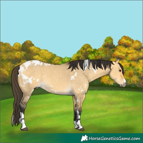 Horse Color:White Spotted Buckskin Dun 