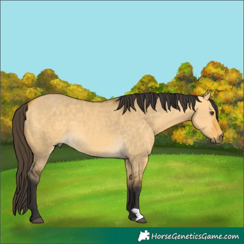 Horse Color:Buckskin Dun 