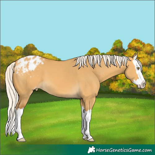 Horse Color:Silver Buckskin Dun Splash Varnish 