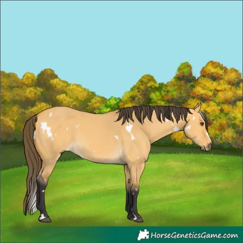 Horse Color:White Spotted Buckskin Dun 