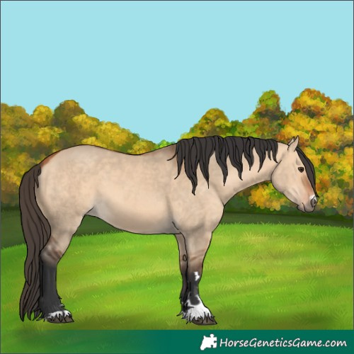 Horse Color:Bay Dun 