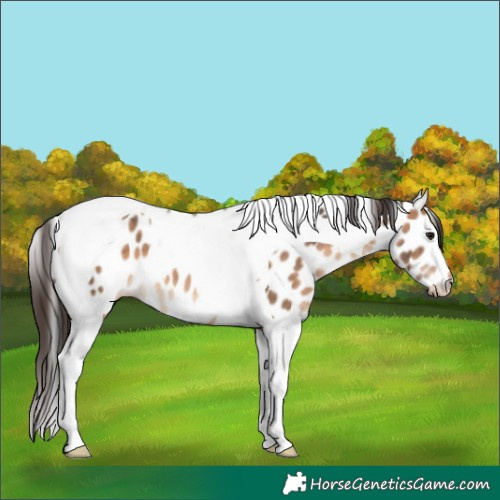Horse Color:Brown Dun Tobiano Leopard 