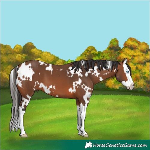Horse Color:White Spotted Bay Splash 