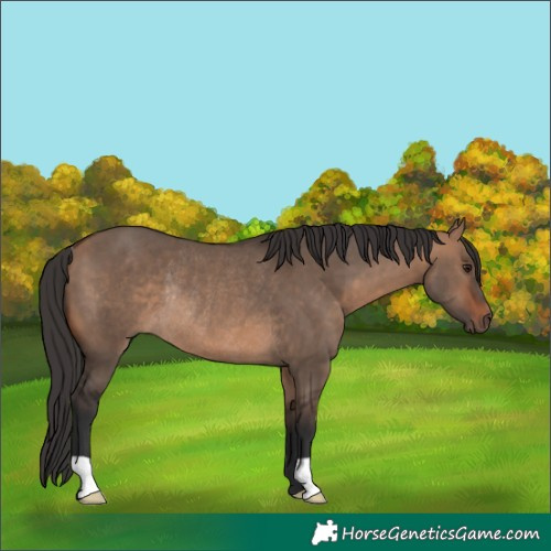 Horse Color:Bay Dun Rabicano 
