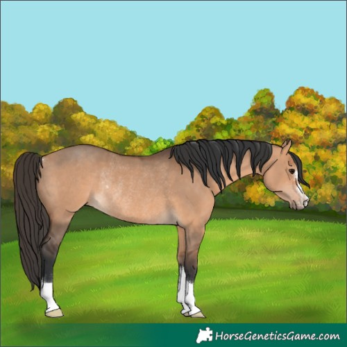 Horse Color:Bay Dun Rabicano 