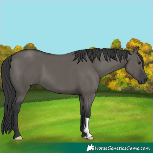 Horse Color:Grullo 