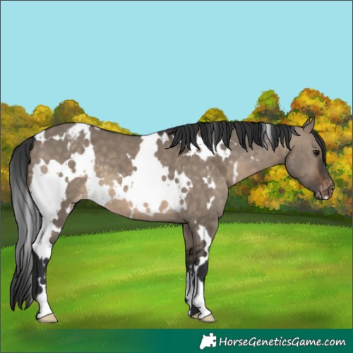 Horse Color:White Spotted Brown Dun Varnish 