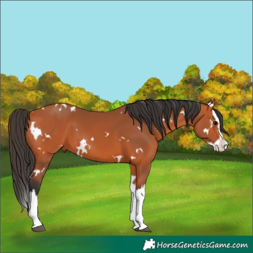 Horse Color:White Spotted Bay Splash 