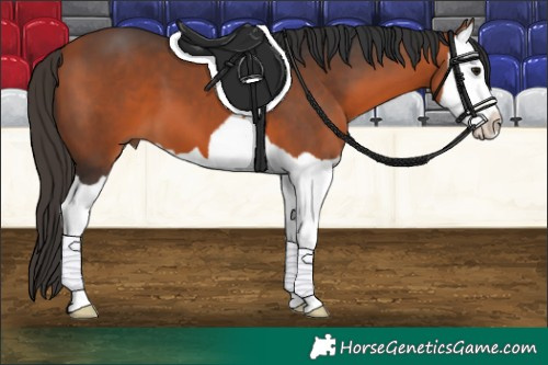 Horse Color:Bay Splash 