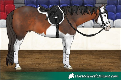 Horse Color:Bay Splash 