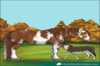 Horse Color:Chestnut Sabino 