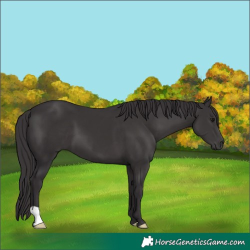 Horse Color:Smoky Black 