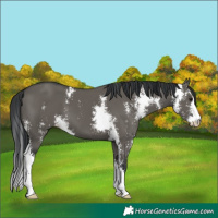 Horse Color:Grullo Sabino