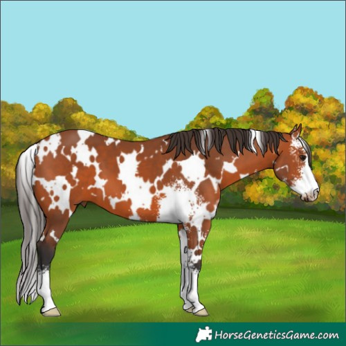 Horse Color:White Spotted Bay Sabino