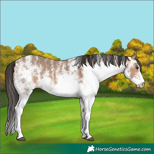 Horse Color:White Spotted Bay Dun 
