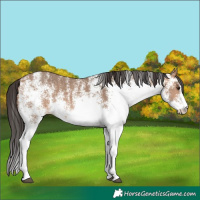 Horse Color:White Spotted Bay Dun