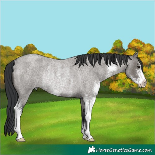 Horse Color:Grullo Roan Sabino Rabicano 