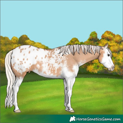 Horse Color:Silver Bay Dun Sabino Splash Appaloosa 