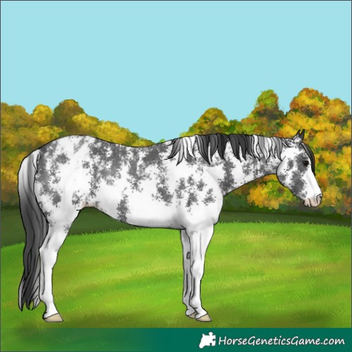 Horse Color:Black Sabino Appaloosa Rabicano 