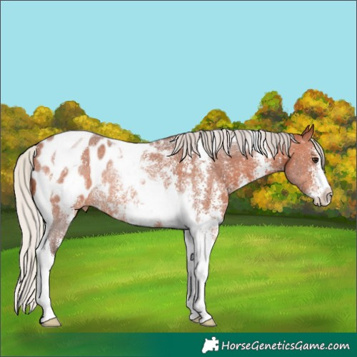 Horse Color:Silver Bay Sabino Tobiano Appaloosa Rabicano 