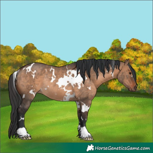 Horse Color:White Spotted Brown Dun Rabicano 