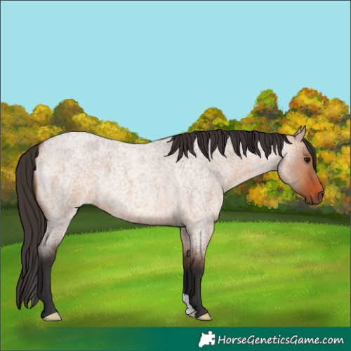 Horse Color:Bay Roan Dun 