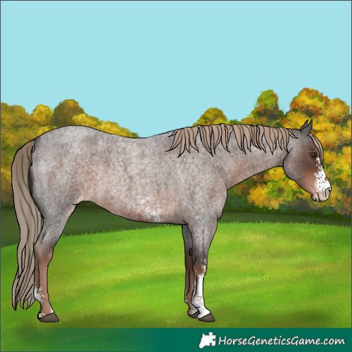 Horse Color:Liver Red Roan Sabino Appaloosa Rabicano 