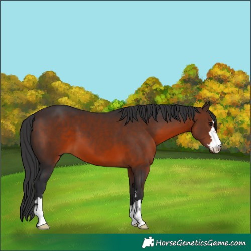 Horse Color:Brown 