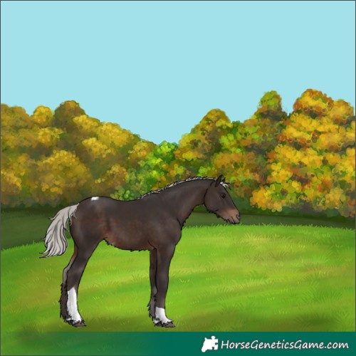 Horse Color:Silver Brown Tobiano 