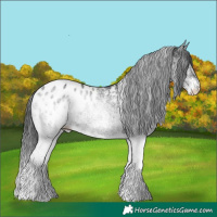 Horse Color:White Spotted Black Appaloosa Rabicano 