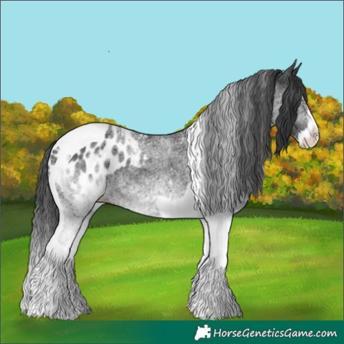 Horse Color:White Spotted Black Splash Tobiano Appaloosa