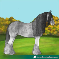 Horse Color:White Spotted Blue Roan 