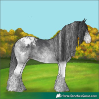Horse Color:White Spotted Black Appaloosa