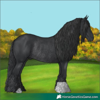 Horse Color:Black Rabicano 