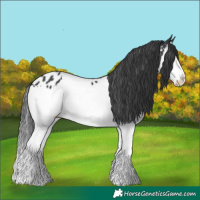 Horse Color:Black Splash Appaloosa 