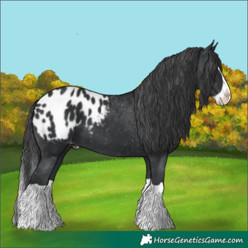 Horse Color:Black Splash Appaloosa 