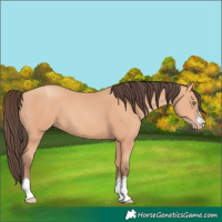 Horse Color:Amber Champagne 