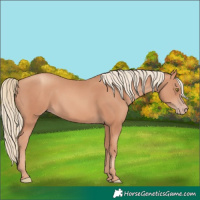 Horse Color:Gold Champagne 