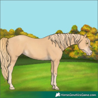 Horse Color:Gold Champagne 