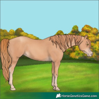 Horse Color:Gold Champagne 