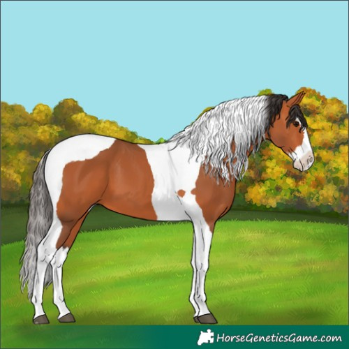 Horse Color:Bay Splash Tobiano