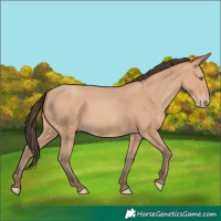 Horse Color:Amber Champagne