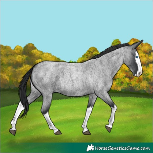 Horse Color:Blue Roan Splash