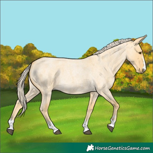 Horse Color:Palomino Roan Dun 