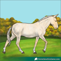 Horse Color:Palomino Roan Dun 